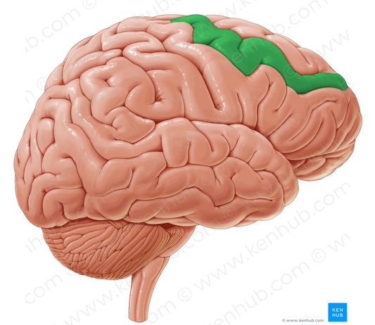 Middle frontal gyrus (#4178)