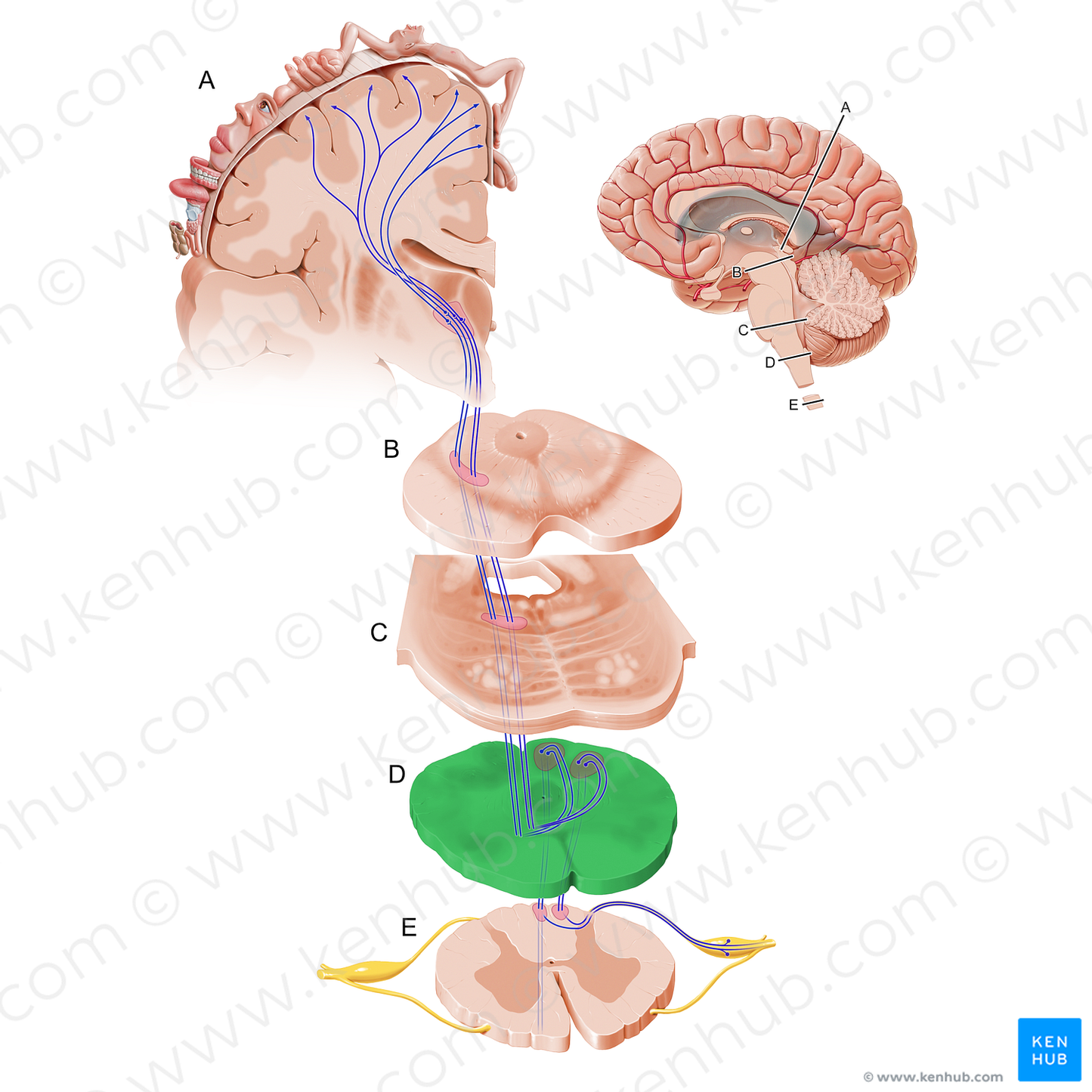 Medulla oblongata (#19264)