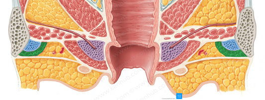 Ischiocavernosus muscle (female) (#5506)