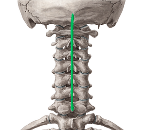 Nuchal ligament (#4585)