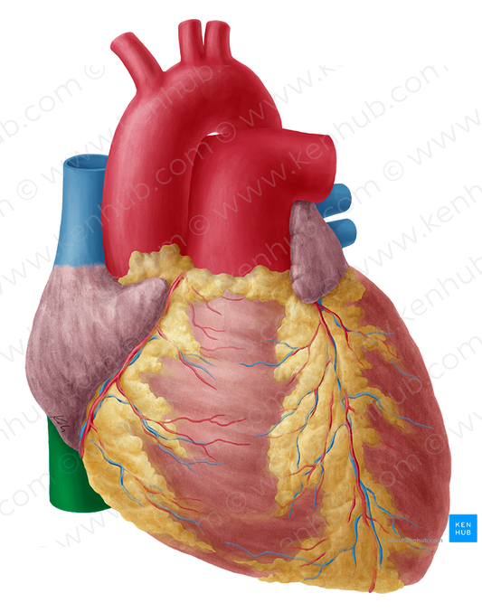 Inferior vena cava (#10058)