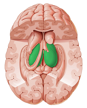 Thalamus (#9437)