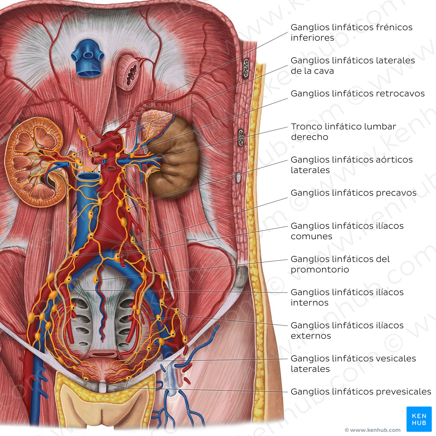 Lymphatics of the urinary organs (Spanish)