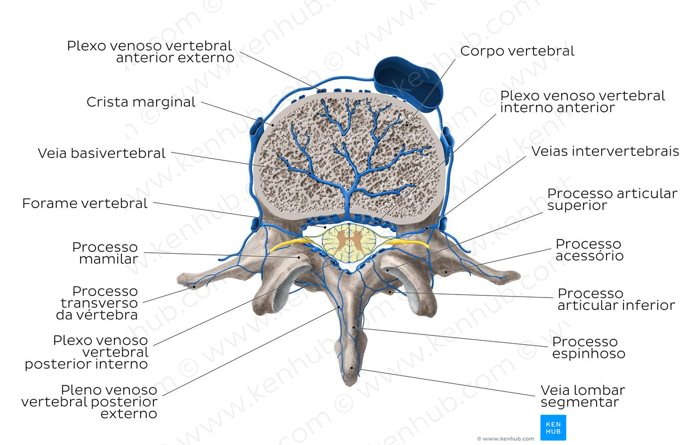 Veins of the isolated vertebra (Portuguese)