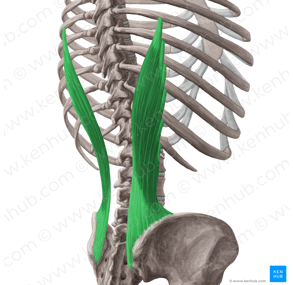 Iliocostalis lumborum muscle (#5460)