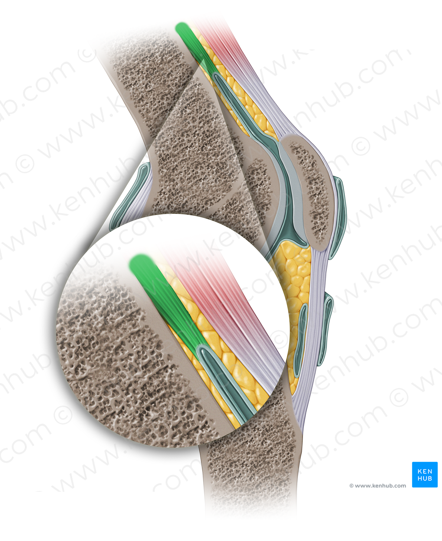 Articularis genus muscle (#13901)