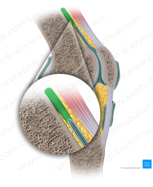 Articularis genus muscle (#13901)