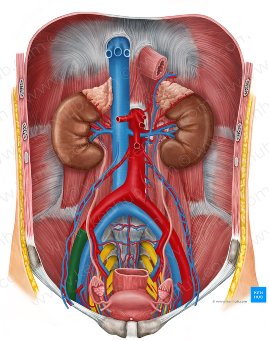 Right external iliac artery (#1400)