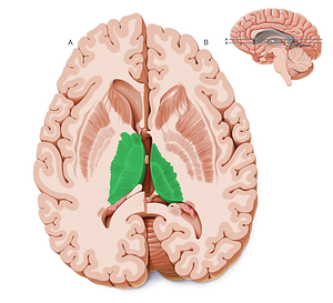 Thalamus (#9444)