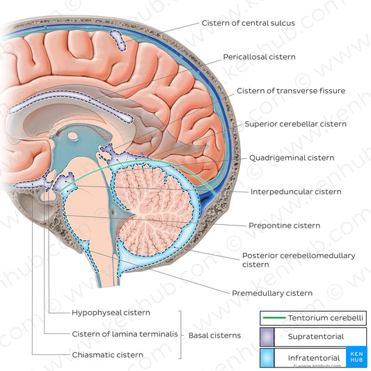 Subarachnoid cisterns of the brain (Sagittal) (English)