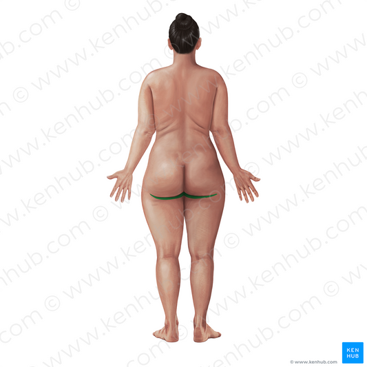 Gluteal sulcus (#21072)