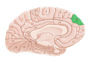 Brodmann area 9 (#18018)