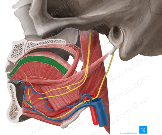 Superior longitudinal muscle of tongue (#5588)