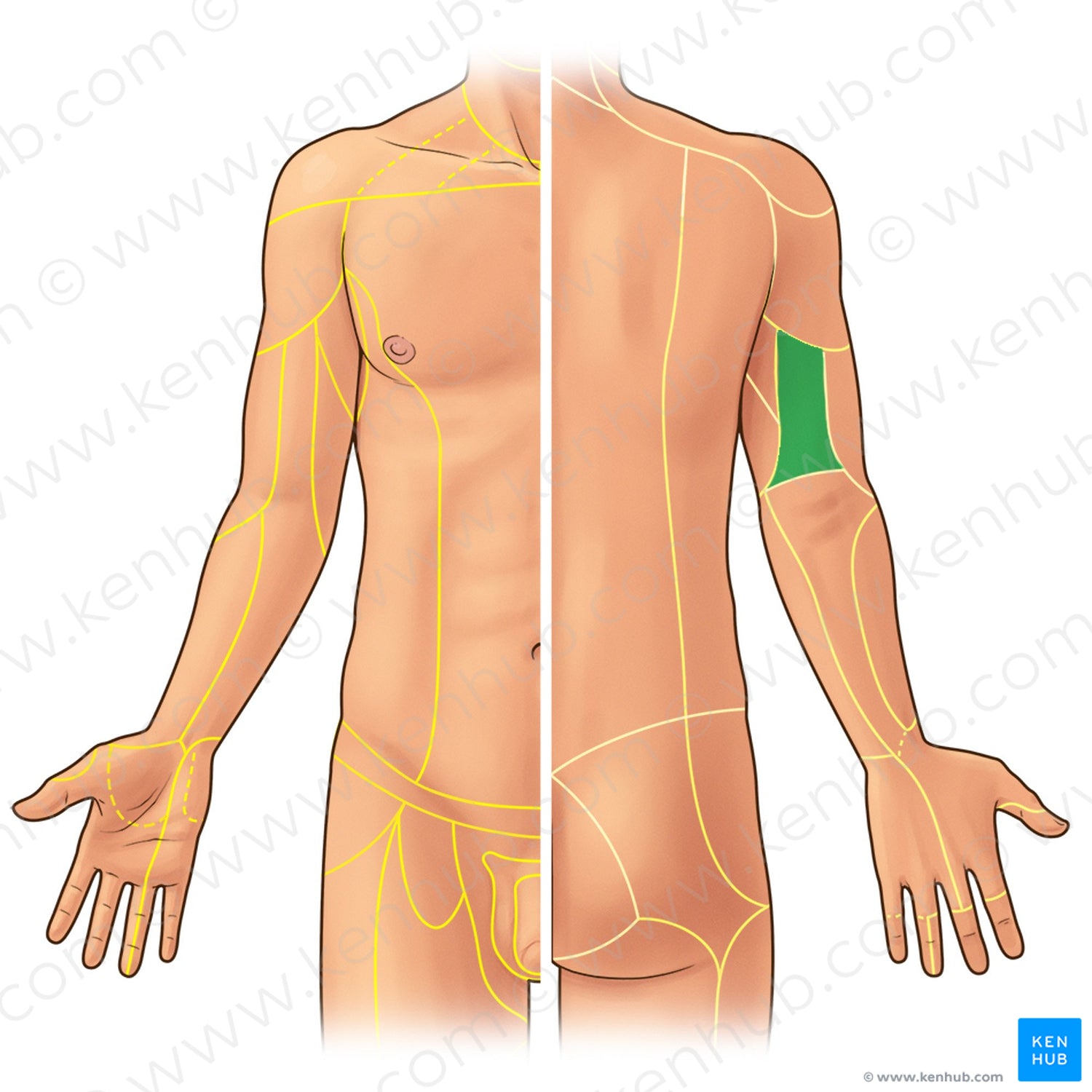Posterior brachial cutaneous nerve (#21927)