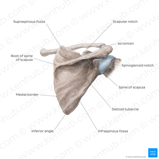 Scapula: Posterior view (English)