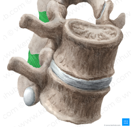 Interspinous ligament (#4559)