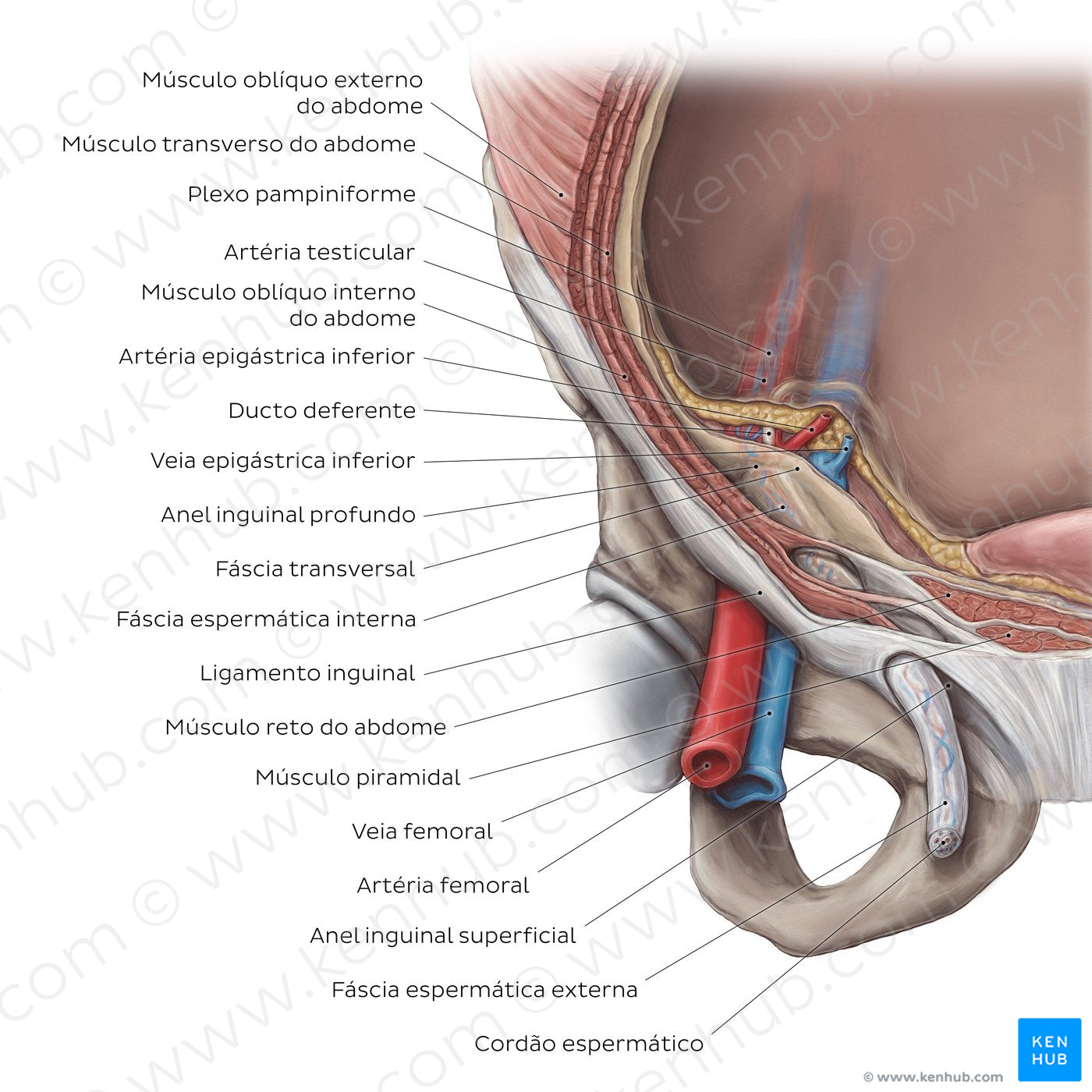 Inguinal canal (Portuguese)