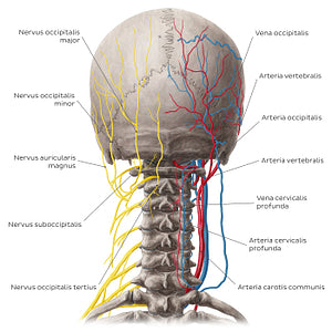 Neurovasculature of the dorsal neck (Latin)