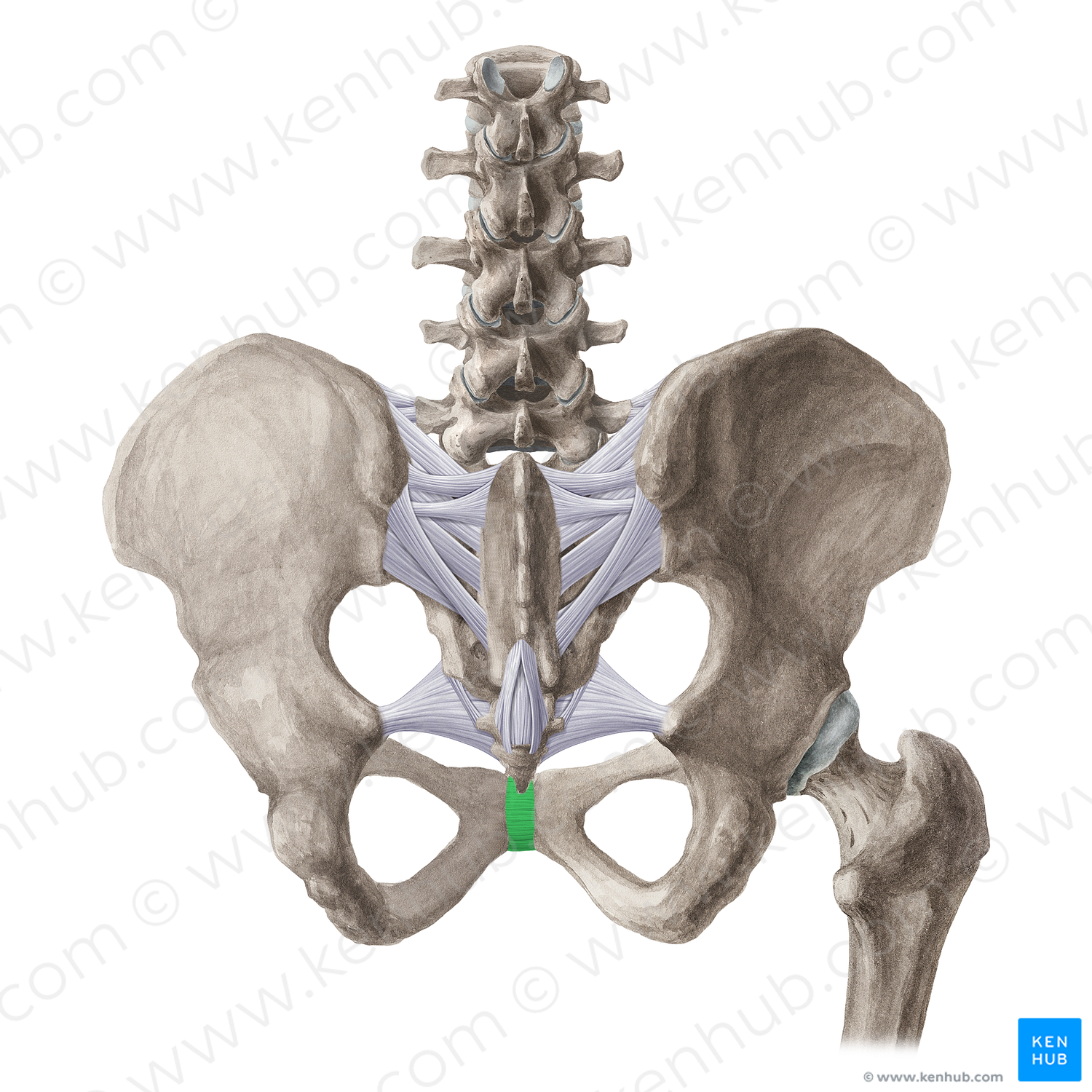 Posterior pubic ligament (#21520) – Kenhub Image License Store