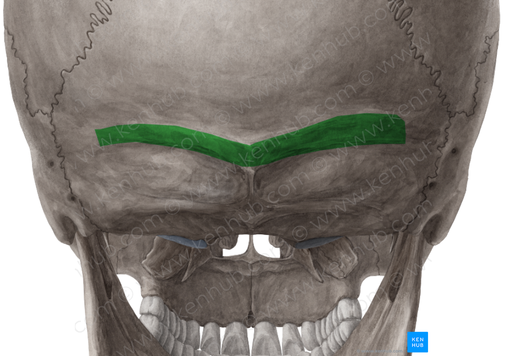 Superior nuchal line of occipital bone (#4715)