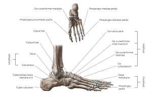 Bones of the foot (EN headlines) (Latin)