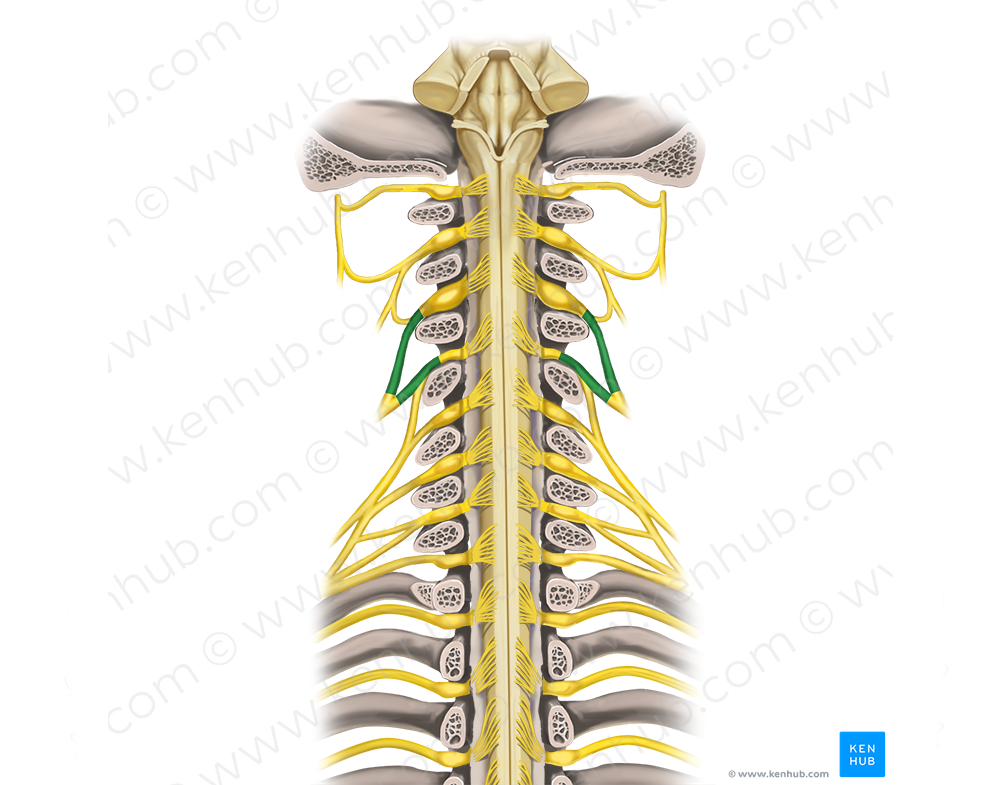 Spinal nerves C3-C4 (#6271)