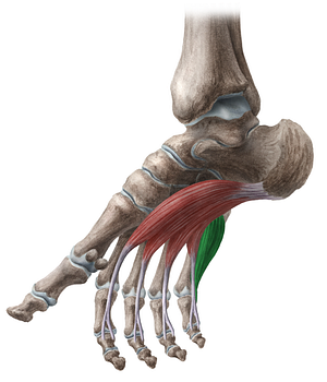 Flexor digiti minimi brevis muscle of foot (#5360)