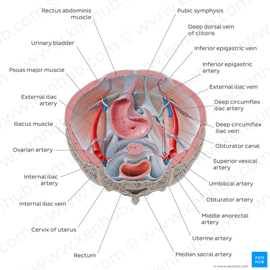 Superior view of the female pelvis: Organs and vessels (English)