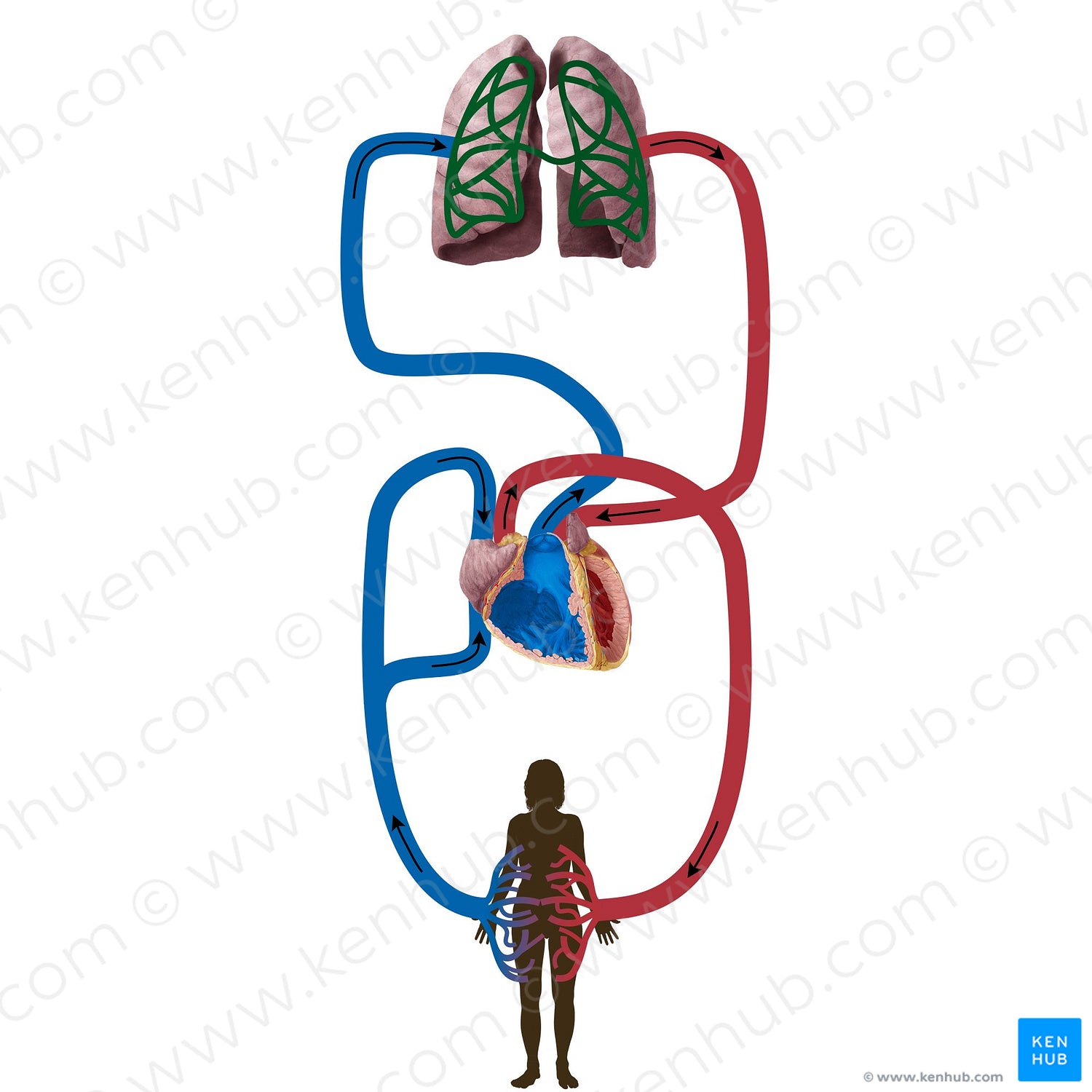 Capillary network of lungs (#19827)