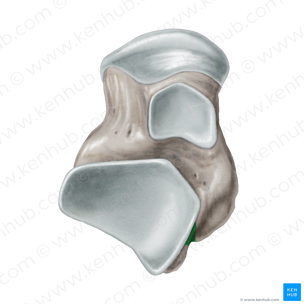 Groove for tendon of flexor hallucis longus muscle of talus (#9337)