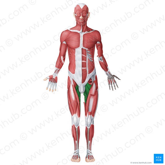 Medial (adductor) muscles of thigh (#20061)