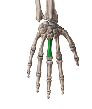 Body of 3rd metacarpal bone (#2975)