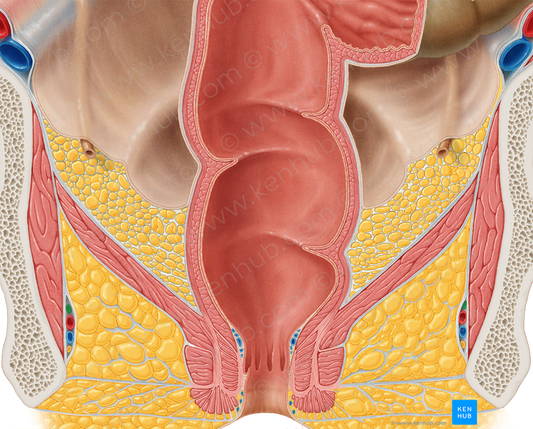 Pudendal nerve (#6707)