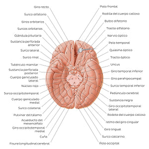 Basal view of the brain (Spanish)