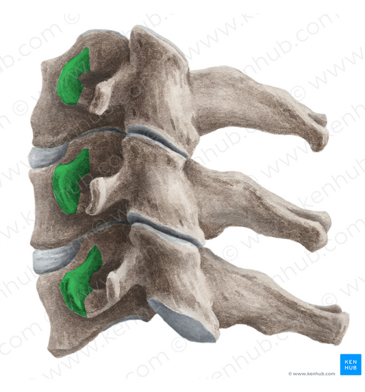 Anterior tubercle of cervical vertebra (#9706)