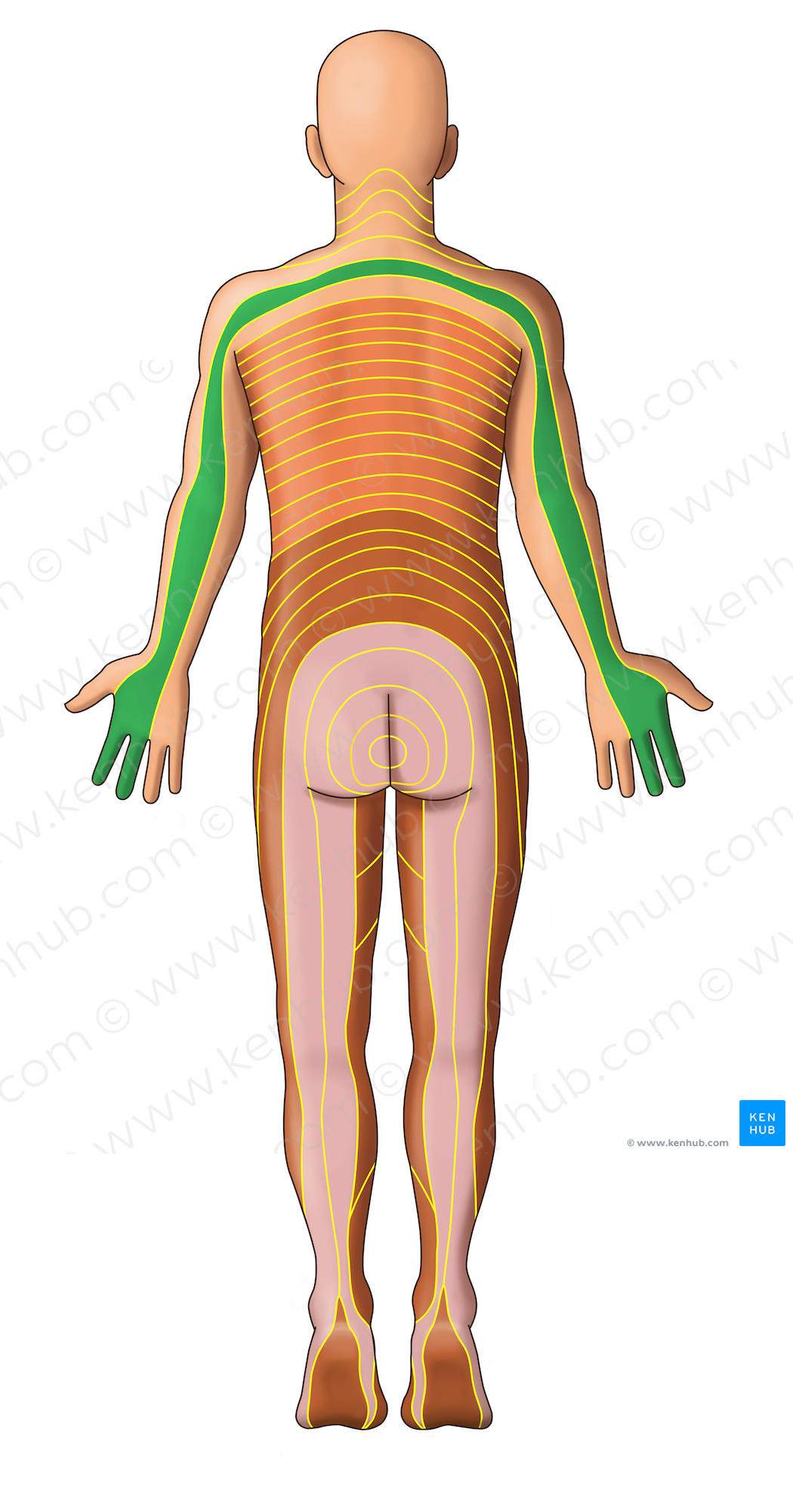 C7 dermatome (#13049)