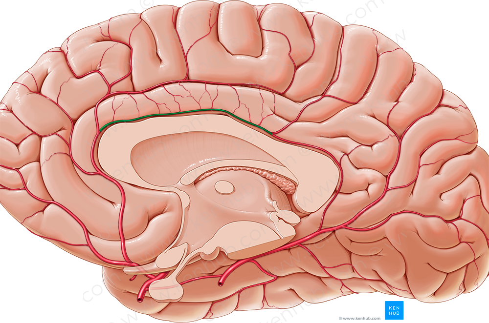 Pericallosal artery (#1615)