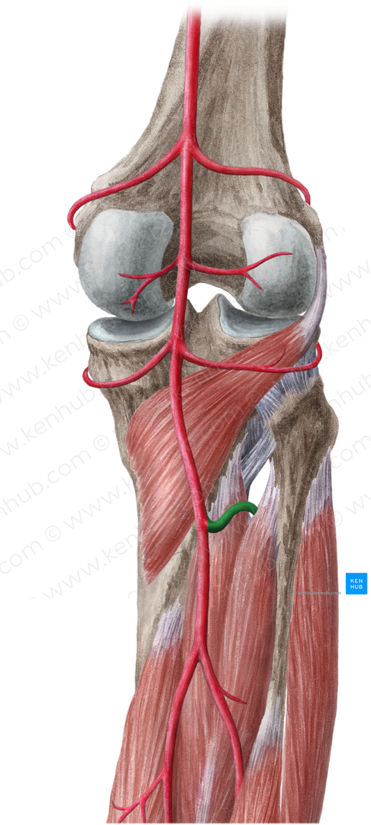 Anterior tibial artery (#1936)