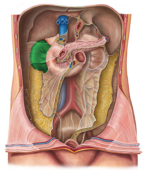 Right kidney (#8900)