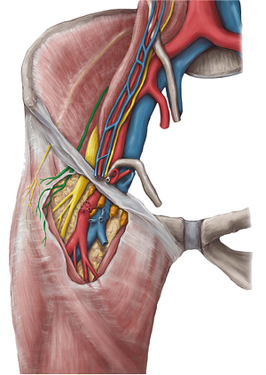 Femoral branch of genitofemoral nerve (#8683)