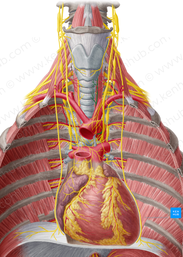 Left recurrent laryngeal nerve (#6521)