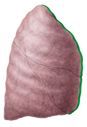 Anterior border of lung (#21463)