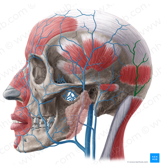Occipital vein (#20169)
