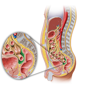 Rectovesical pouch (#11202)