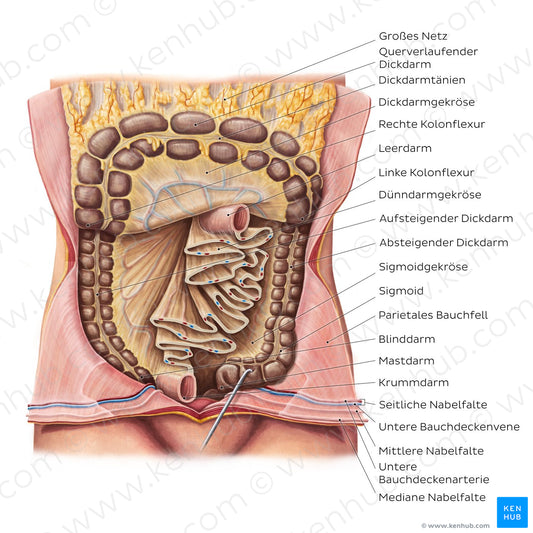 Mesentery (German)