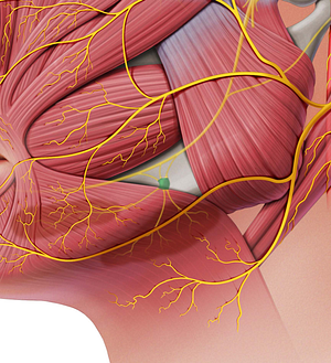 Submandibular ganglion (#4017)