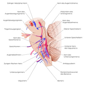 Cranial nerve nuclei - sagittal view (efferent) (German)