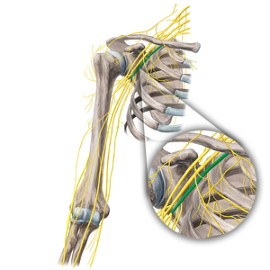 Medial cord of brachial plexus (#3611)