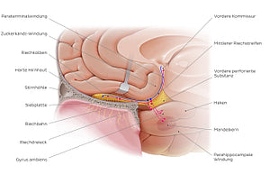 Olfactory nerve (pathway) (German)