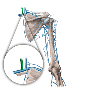 Internal jugular vein (#21751)